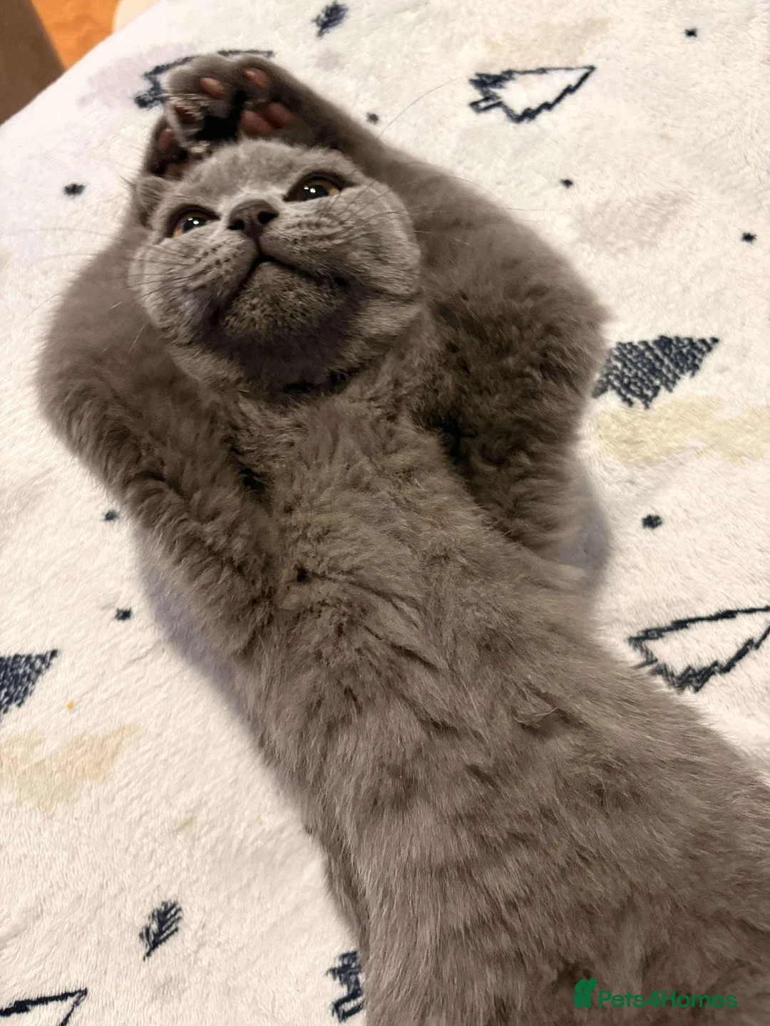 Scottish Fold cats for stud: Scottish fold champion available for stud - Advert 15