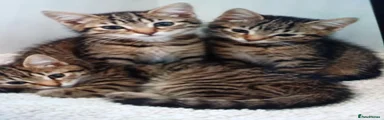 Siamese 3