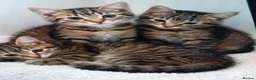Siamese cats for sale: Siamese xx in Sheffield - Advert 3