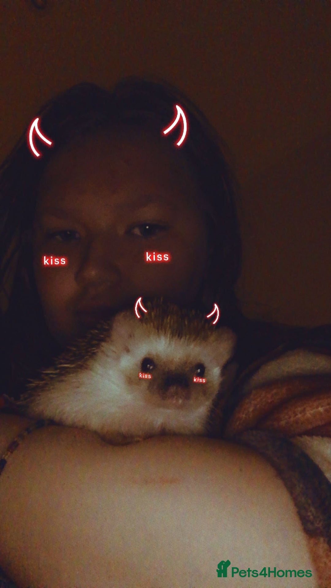 Pygmy Hedgehog rodents for sale: African pygmy hedgehog  - Image 2