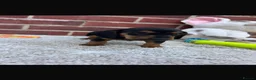 Dachshund dogs for sale: 5 gorgeous miniature dachshund puppy’s🐶 in Cullompton - Advert 35