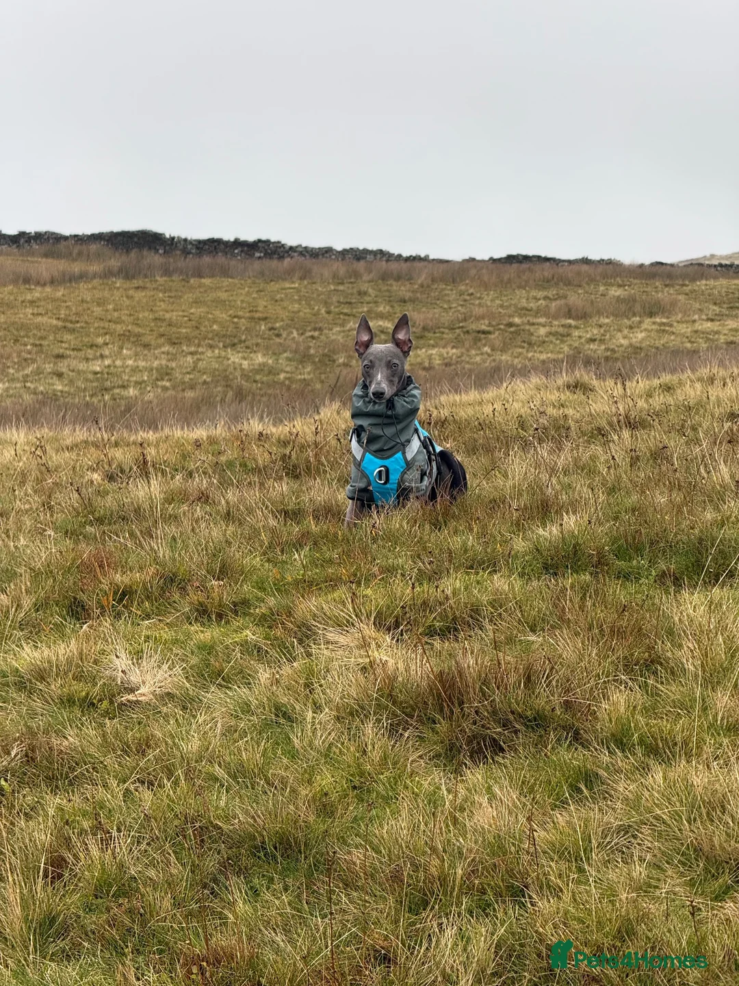 Whippet dogs for stud: 💙 Exceptional Blue Whippet | Stud Available 💙 - Advert 2