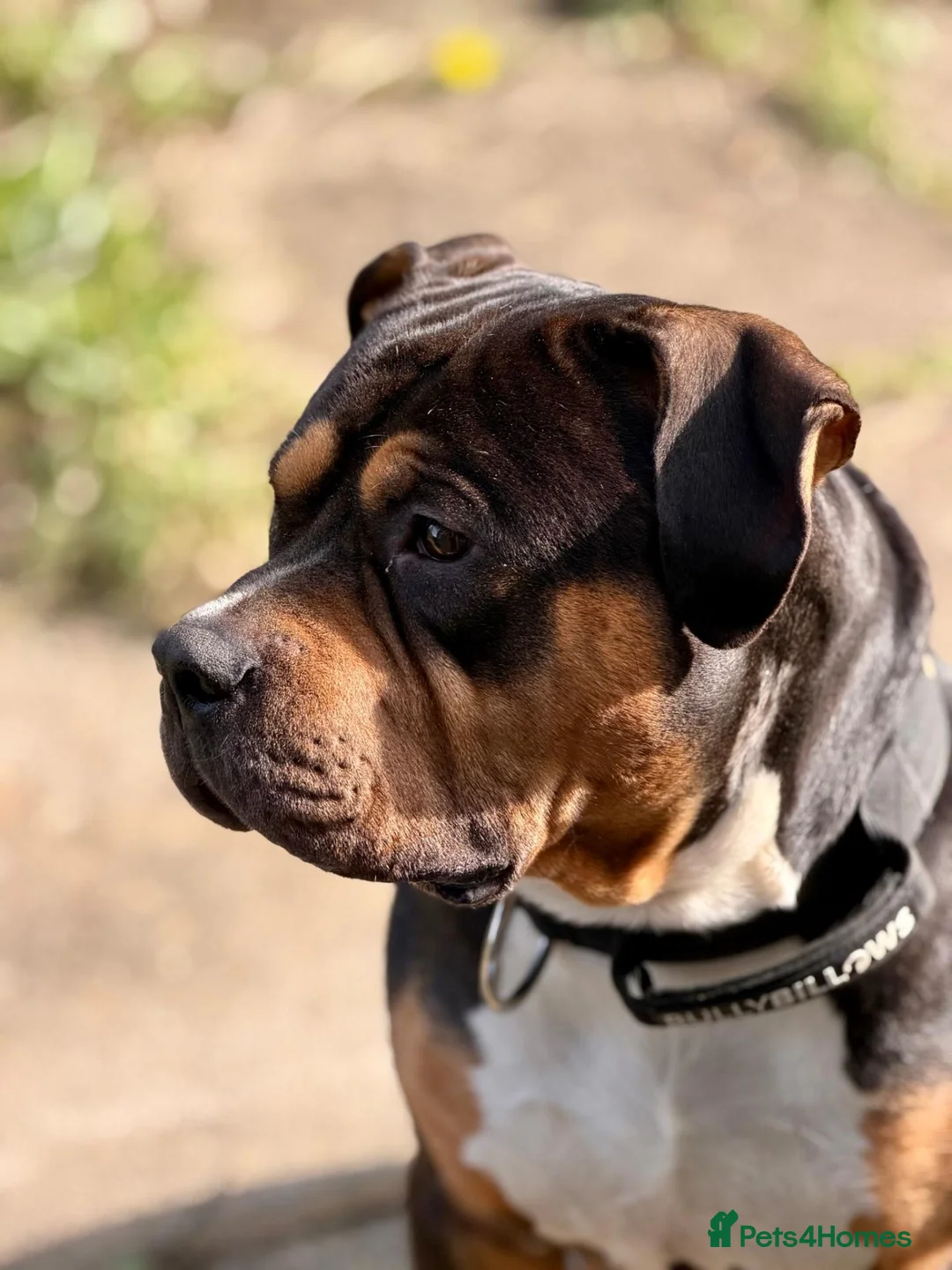 American Bully dogs for sale: Creed (American Bully) in Rowland's Castle - Advert 1