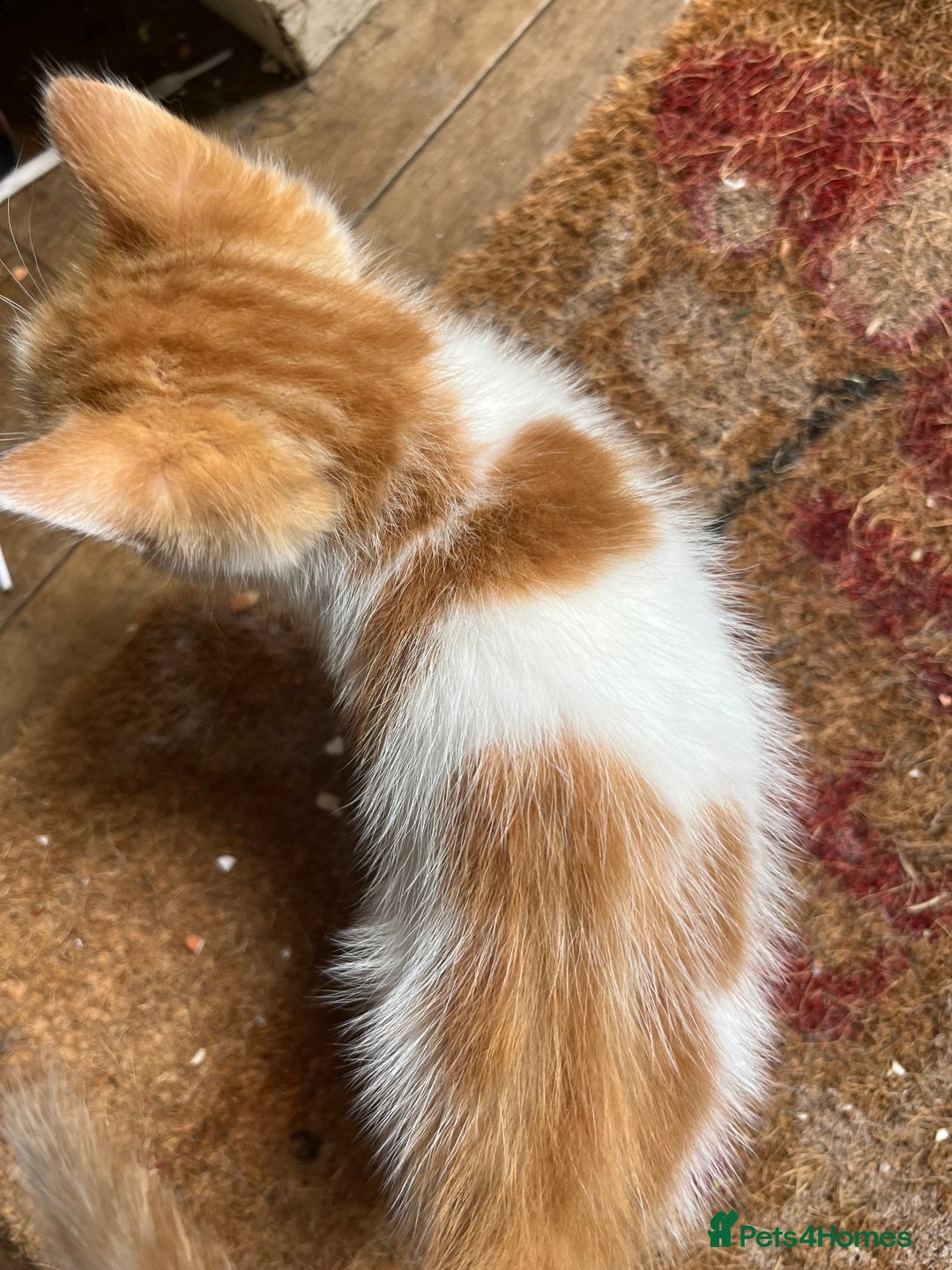 Mixed Breed cats for sale: Mixed litter  - Image 6