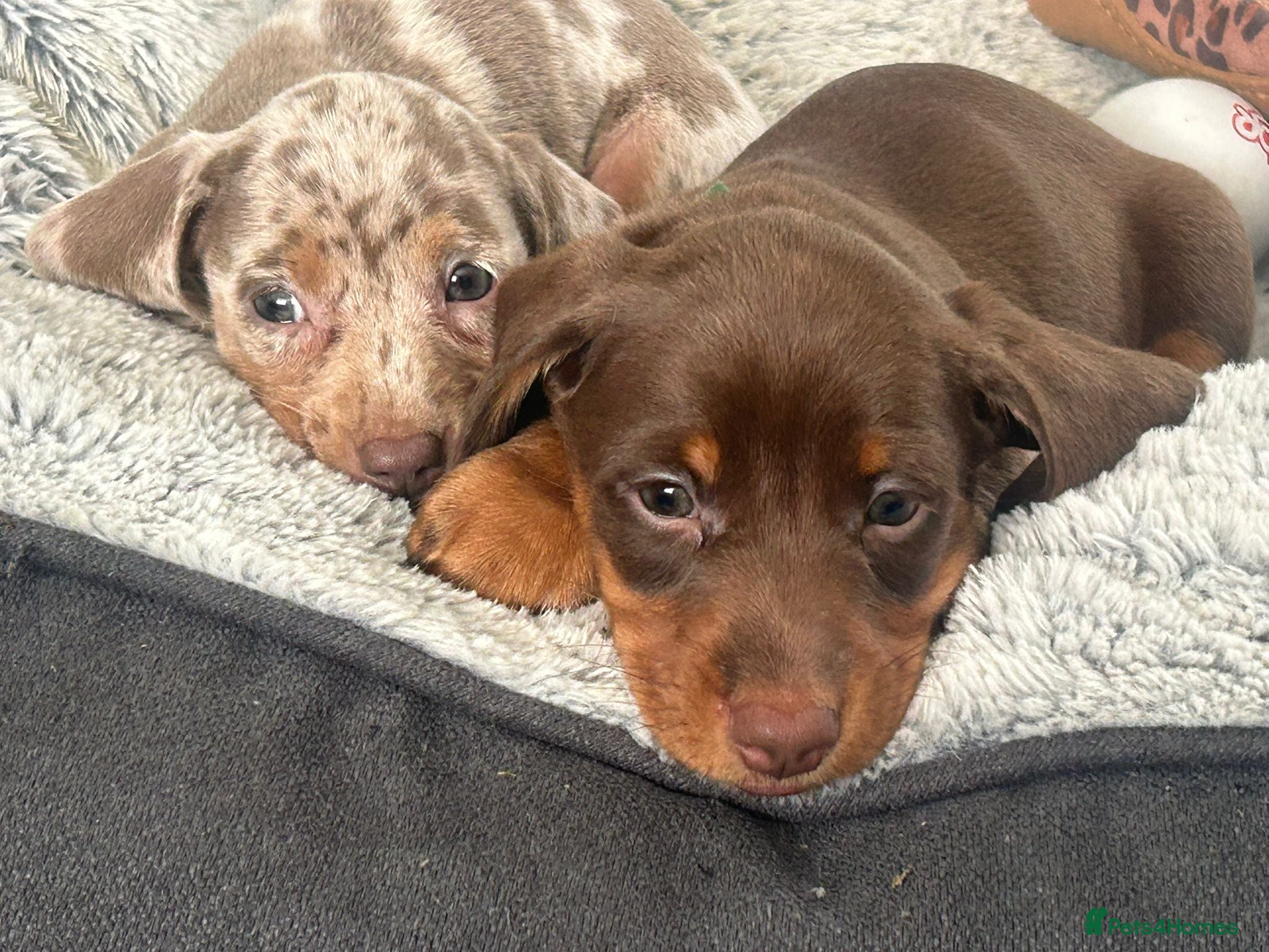 Miniature Dachshund dogs ✨READY 3x Stunning miniature dachshund puppies✨ - Advert 1