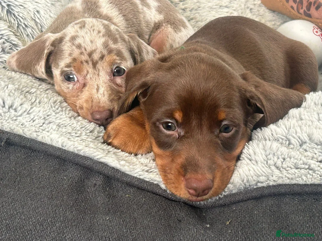 Miniature Dachshund dogs for sale: ✨2 miniature dachshund puppies READY TO LEAVE✨ - Advert 1