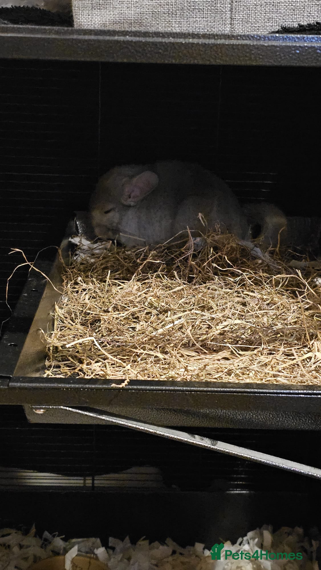 Chinchilla rodents Chinchilla for sale - Advert 1