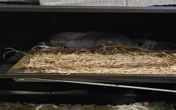 Chinchilla rodents for sale: Chinchilla for sale - Image 1