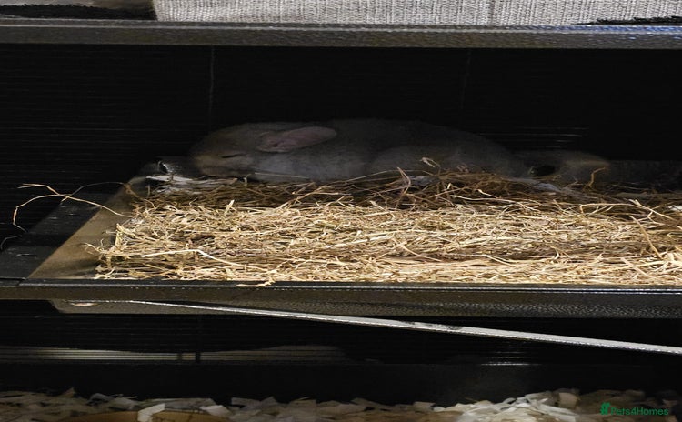 Chinchilla rodents for sale - Advert 1