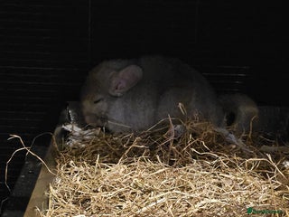 Chinchilla rodents - Advert 9