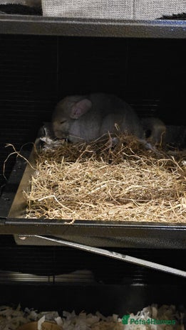 Chinchilla rodents Chinchilla for sale - Advert 6