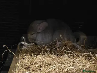 Chinchilla rodents Chinchilla for sale - Advert 1