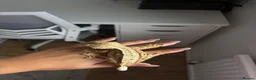 Gecko reptiles for sale: 2y/o Female Crested Gecko & Bioactive Vivarium - Advert 8