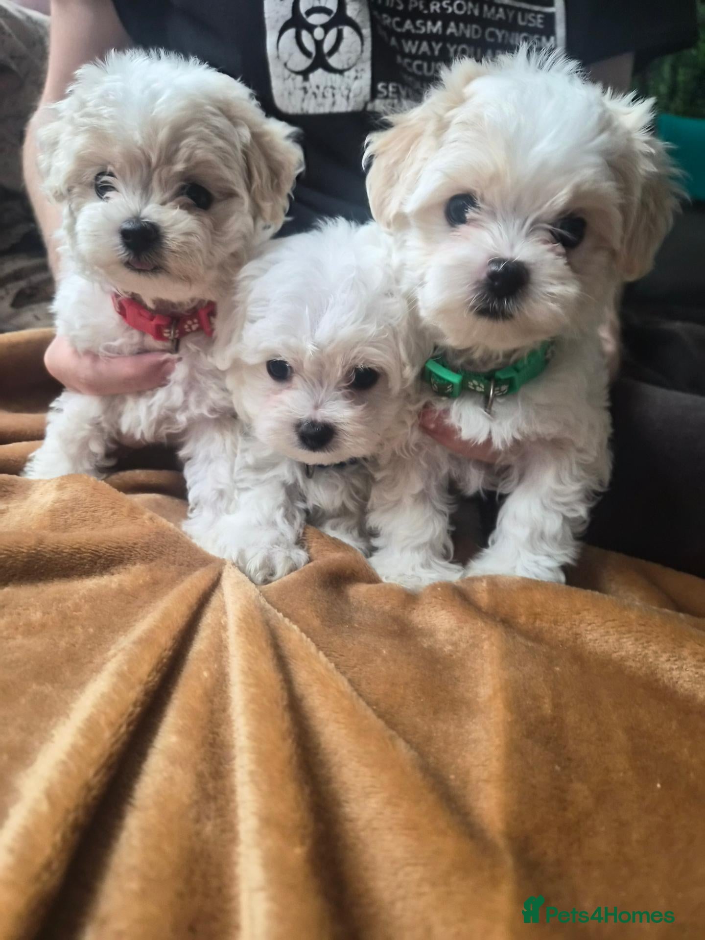 Maltipoo dogs 1 girl left (Ivory coat). Mini Maltipoo F2  - Advert 1
