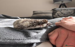 Pygmy Hedgehog rodents for sale: African pygmy hedgehog and set up - Image 2