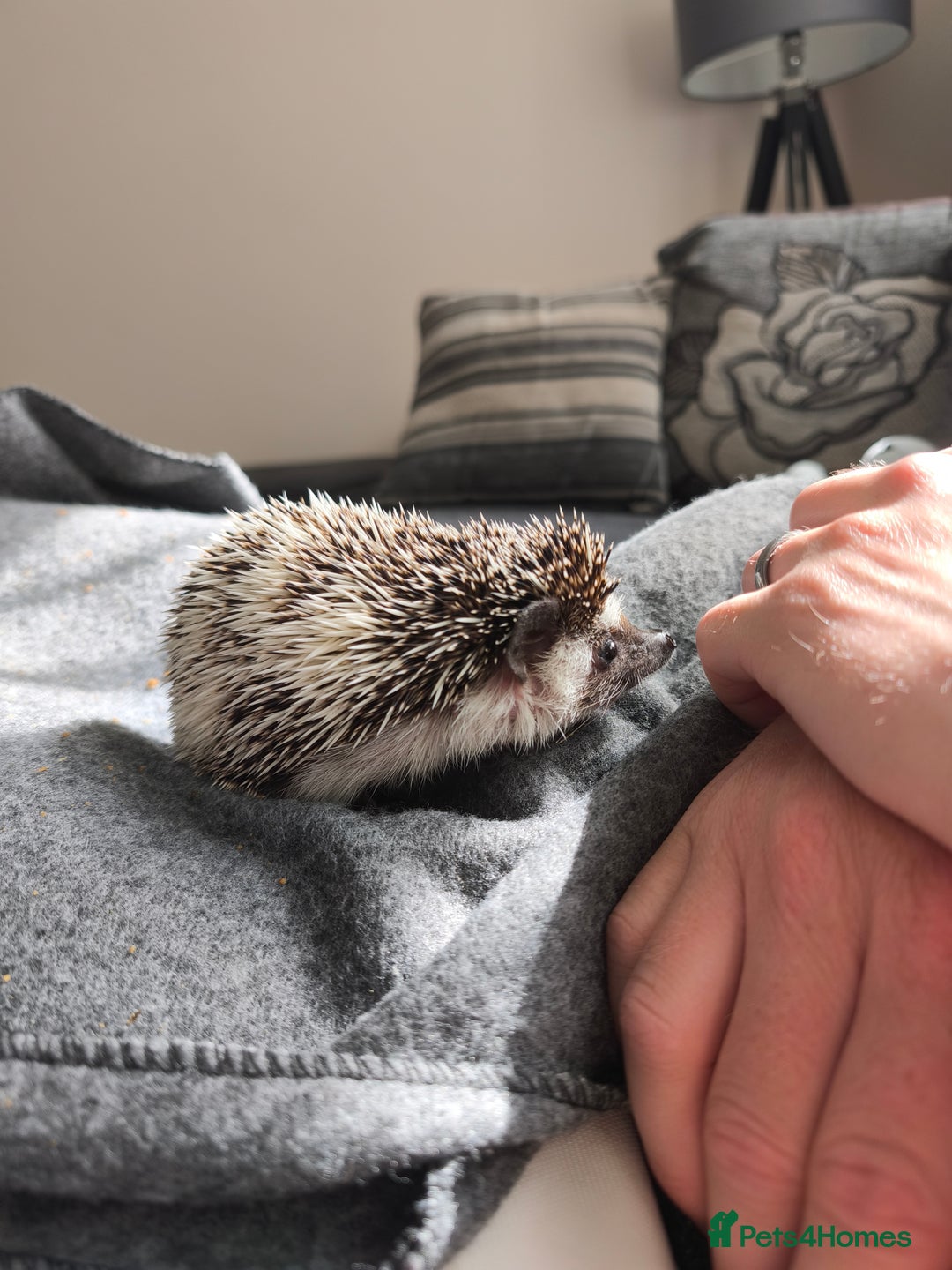 Pygmy Hedgehog rodents for sale: African pygmy hedgehog and set up - Image 2