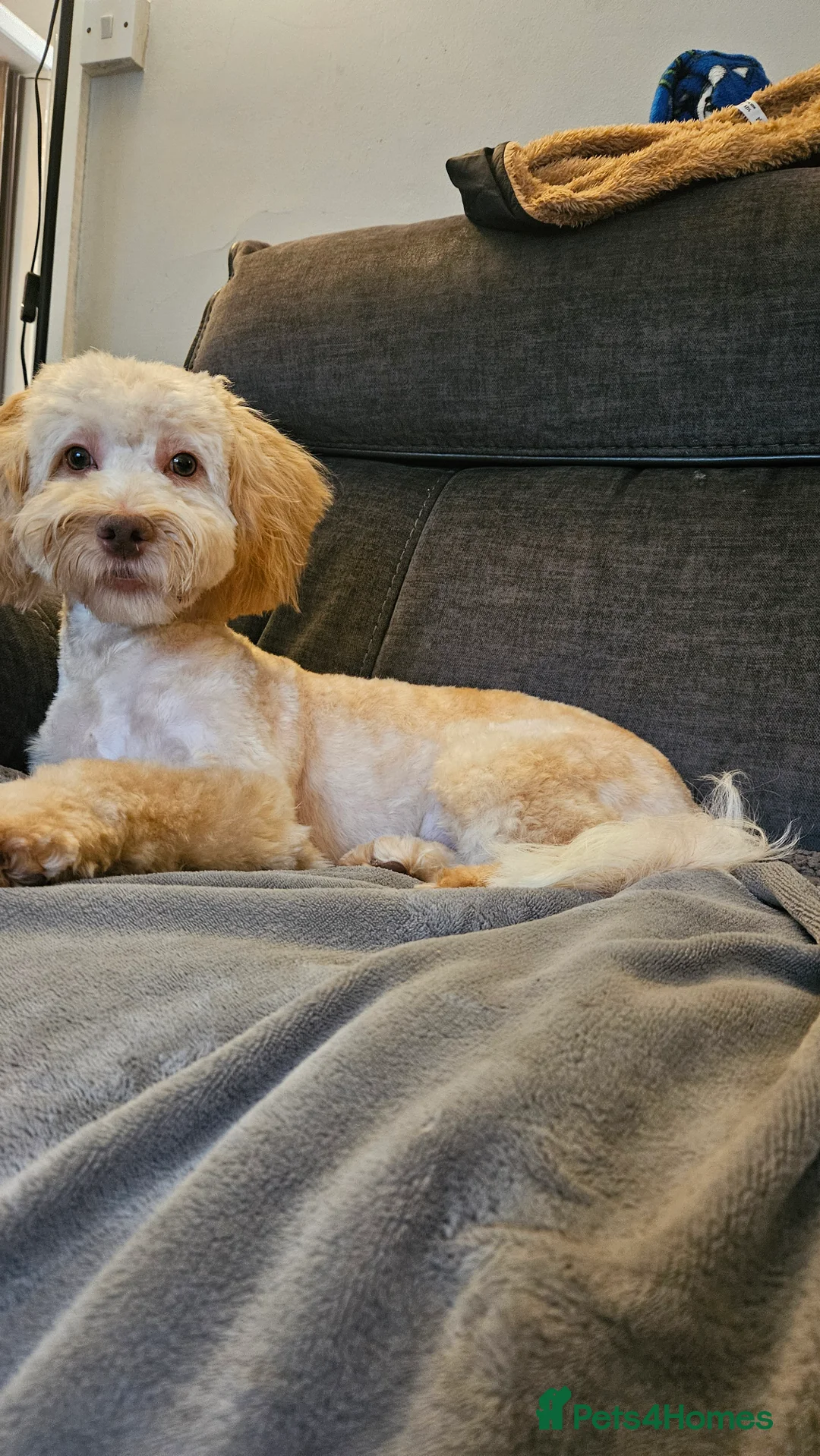 Cockapoo dogs for sale: Teddy  - Advert 4