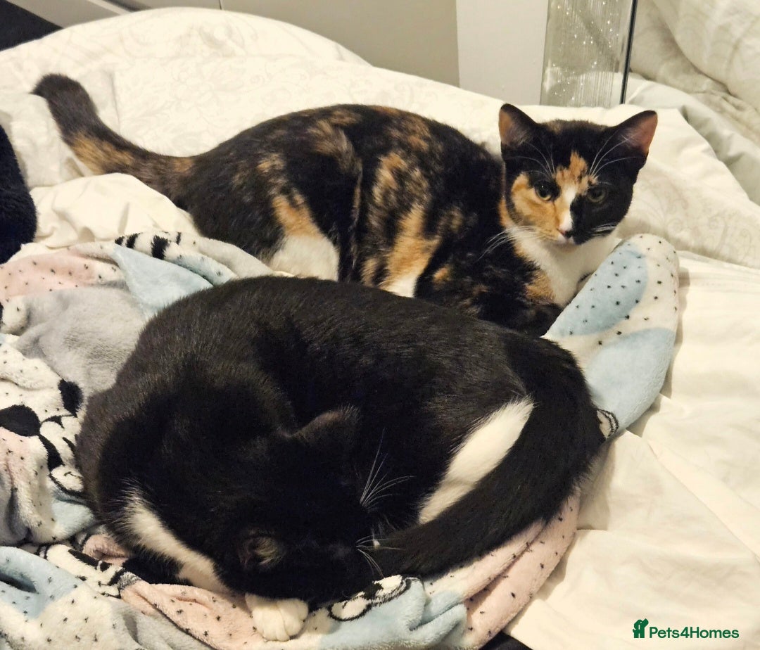 Domestic Shorthair cats Bonded pair of cats. Male and female - Advert 1