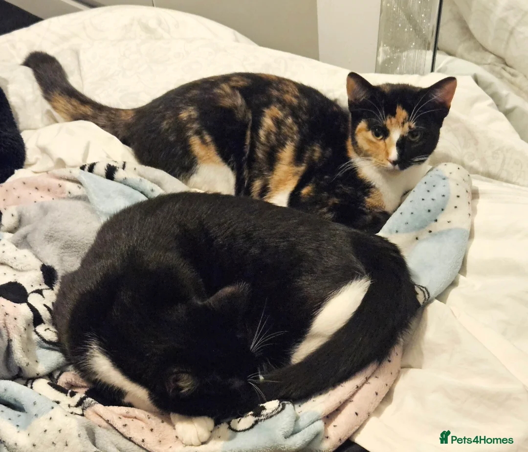Domestic Shorthair cats for sale: Bonded pair of cats. Male and female in Newport - Advert 1