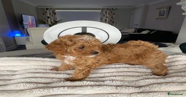 Shihpoo dogs in Glasgow - Advert 9