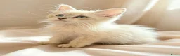 Siberian cats for sale: Pure Siberian Neva Masquerade  in Peterborough - Advert 2