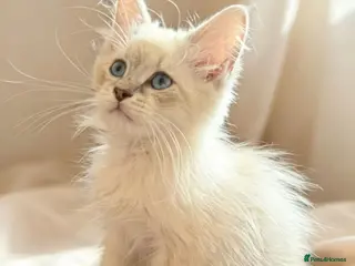 Siberian cats Pure Siberian Neva Masquerade - Advert 11