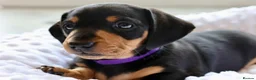 Miniature Dachshund dogs for sale: Miniature Black & Tan Dachshund 2 boys 1 girl - Advert 13