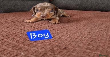 Miniature Dachshund dogs - Advert 16