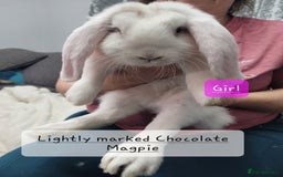 French Lop rabbits for sale: Pure Bred French Lop babies - Image 5