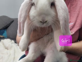 French Lop rabbits Pure Bred French Lop babies - Advert 2