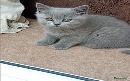 British Shorthair cats for sale: Beautiful British short-hair kittens  - Image 6