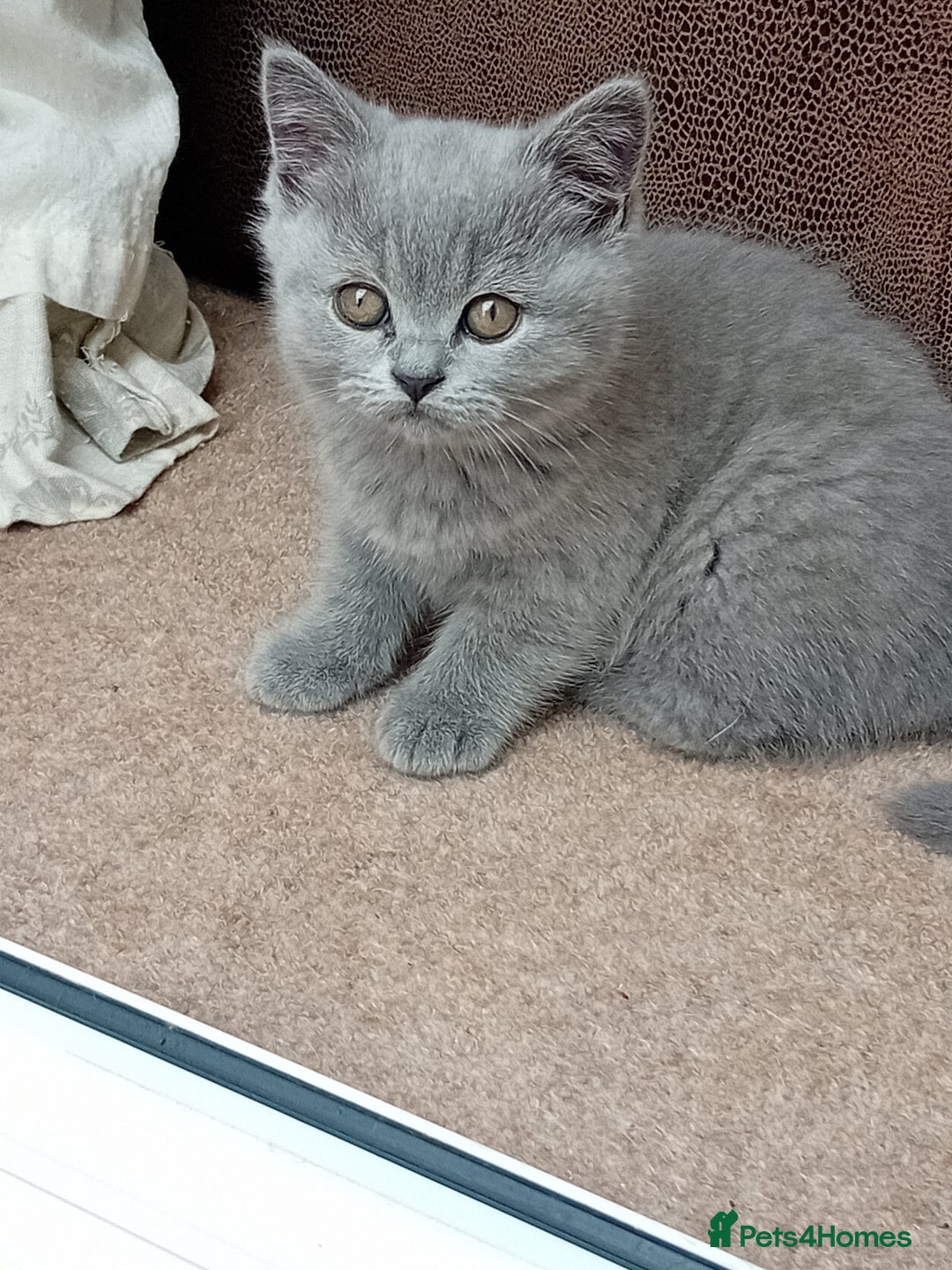 British Shorthair cats for sale: Beautiful British short-hair kittens  - Image 6