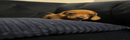Miniature Dachshund dogs for sale: REDUCED AND READY for their new homes! KC PUPPIES! - Advert 18