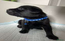 Labrador Retriever dogs for sale: 9 Beautiful Labrador Puppies For Sale  - Image 19