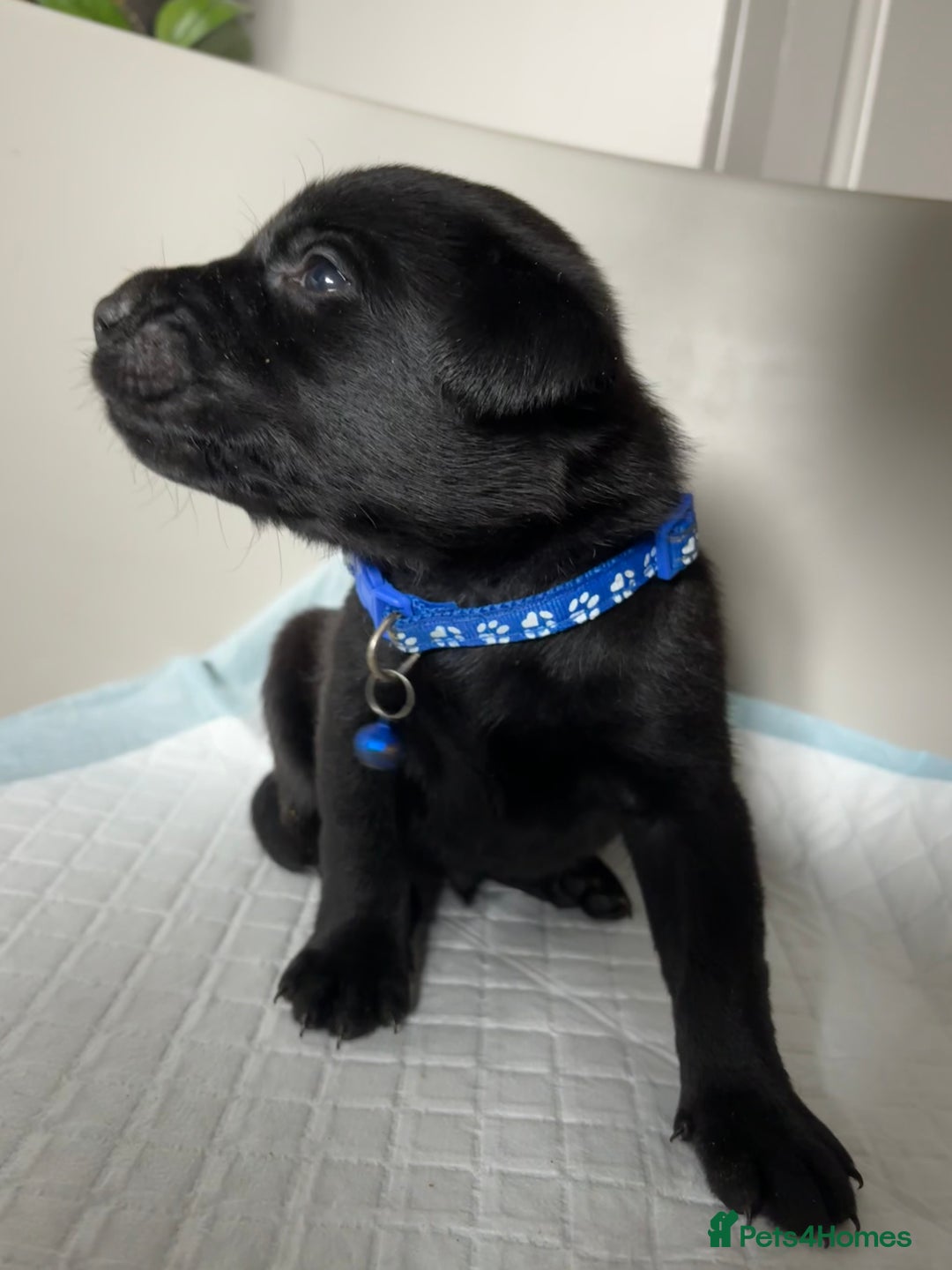 Labrador Retriever dogs for sale: 9 Beautiful Labrador Puppies For Sale  - Image 19