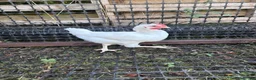 Chickens poultry for sale: Cockerel  in Dewsbury - Advert 6