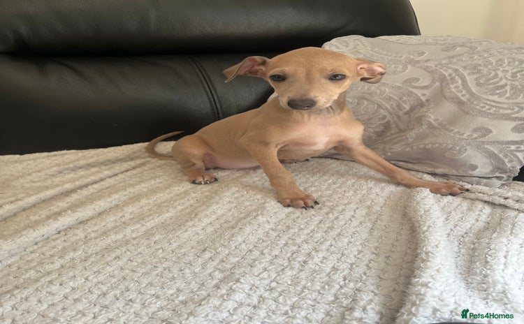 Italian Greyhound dogs - Advert 1