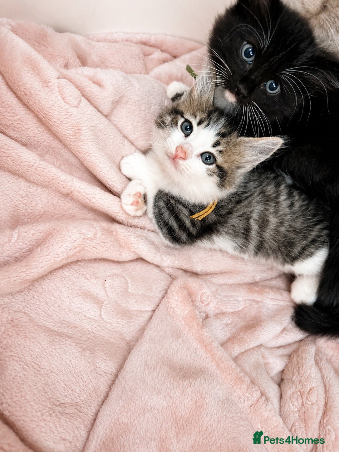Ragcoon cats Ragcoon kittens 🐾 The Chocolate Litter - Advert 1