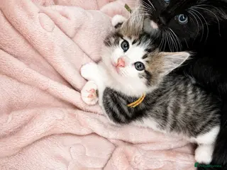Ragcoon cats Ragcoon kittens 🐾 The Chocolate Litter - Advert 1