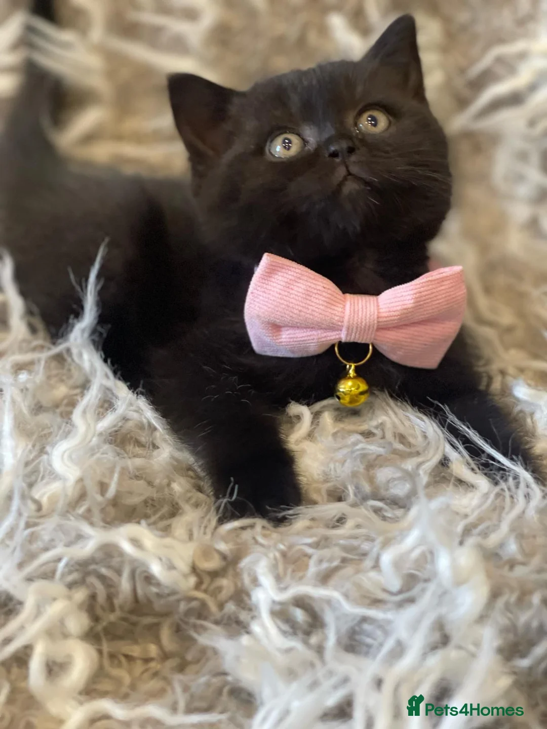British Shorthair cats for sale: GORGEOUS CHOCOLATE BROWN BRITISH SHORTHAIR  - Advert 18