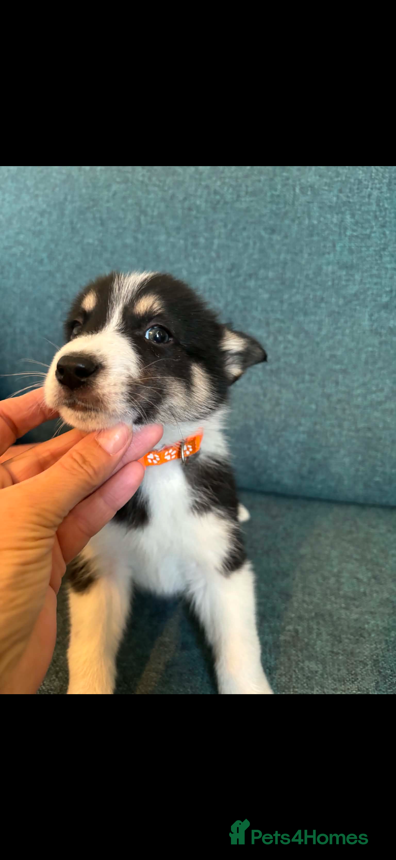 Mixed Breed dogs Blue Merle collie x husky  - Advert 18