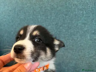 Mixed Breed dogs Blue Merle collie x husky - Advert 18