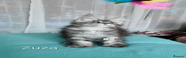 Maine Coon 5
