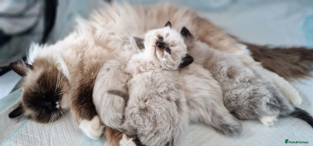 Ragdoll cats for sale: Gorgeous pure bred Ragdoll ready to leave 26 April - Advert 1