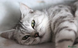 British Shorthair cats for sale: GCCF British Shorthair Silver Kittens - Image 3
