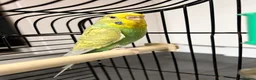 Budgerigars birds for sale: 3 gorgeous colourful budgies with cage  - Advert 5