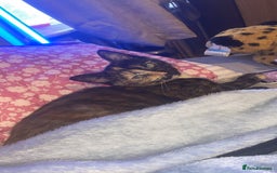 Persian cats for sale: Persian tabby cat - Image 1