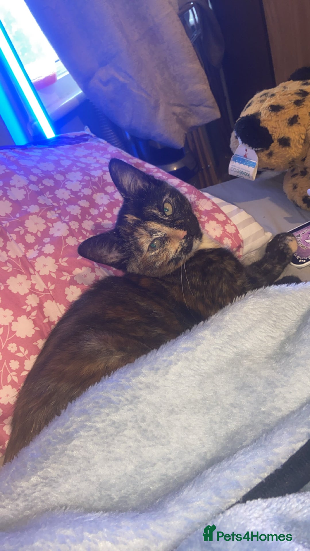 Persian cats for sale: Persian tabby cat - Image 1