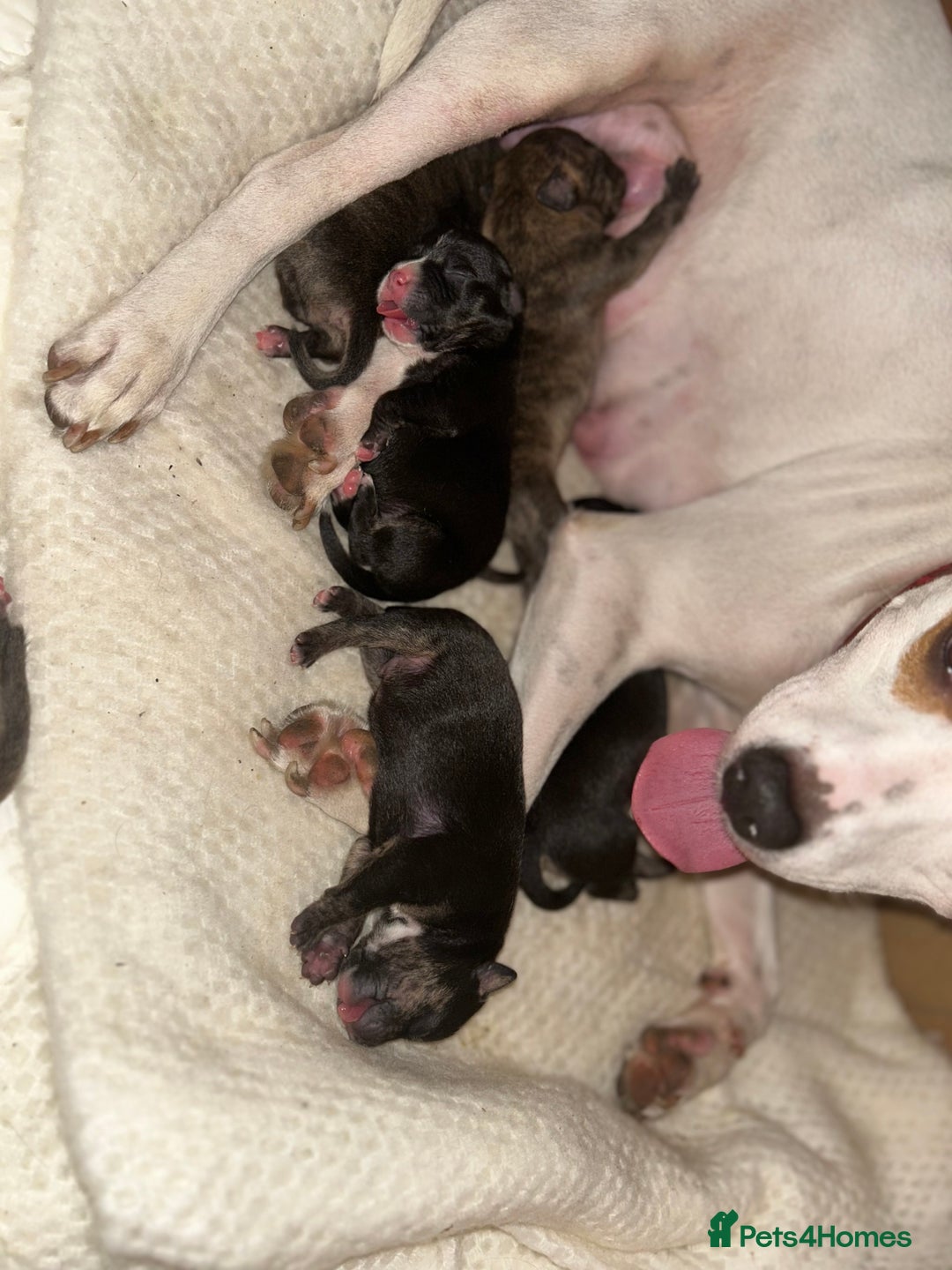 Mixed Breed dogs for sale: Last two beautiful Puppies for Rehoming  - Advert 1