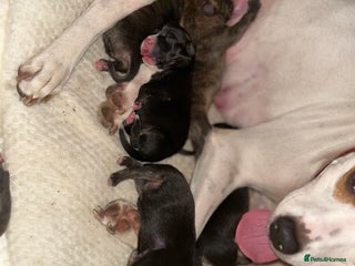 Mixed Breed dogs Last two beautiful Puppies for Rehoming - Advert 1